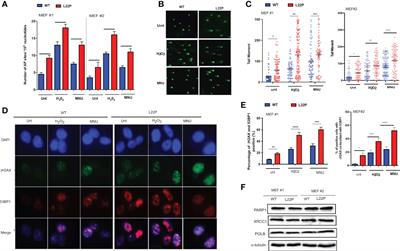 Defective DNA polymerase beta invoke a cytosolic DNA mediated inflammatory response